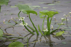 Limnophyton obtusifolium